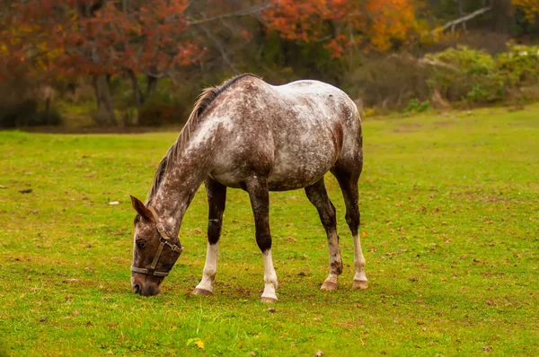 Gregge di cavalli pascolo in una valle con collina verde — Foto Stock