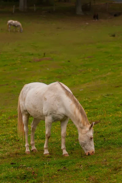 Csorda ló legelő, egy völgyben fekszik, zöld hegy — Stock Fotó