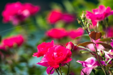 bokeh ile kırmızı gül