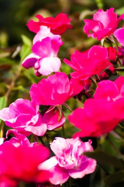 bokeh ile kırmızı gül