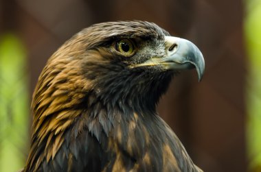 golden eagle portresi