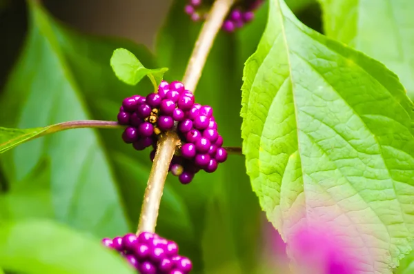 Eine Reihe schöner leuchtend purpurfarbener Beeren, die in Carolina wachsen — Stockfoto