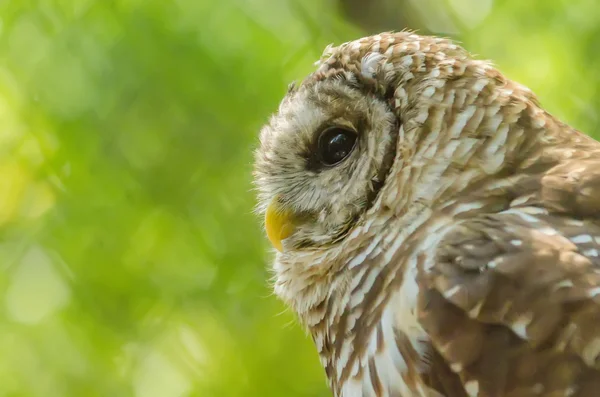 Nahaufnahme einer Eule — Stockfoto