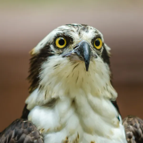 Een mooie close-up van een falcon — Stockfoto