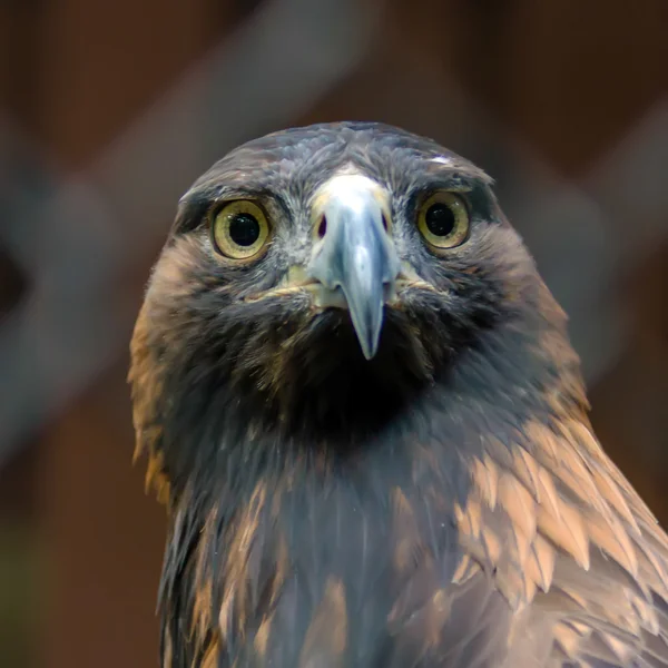 Portrait of a Golden Eagle — Stock Photo, Image