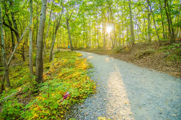 Beautiful autumn forest mountain stair path at sunset — Stock Photo, Image