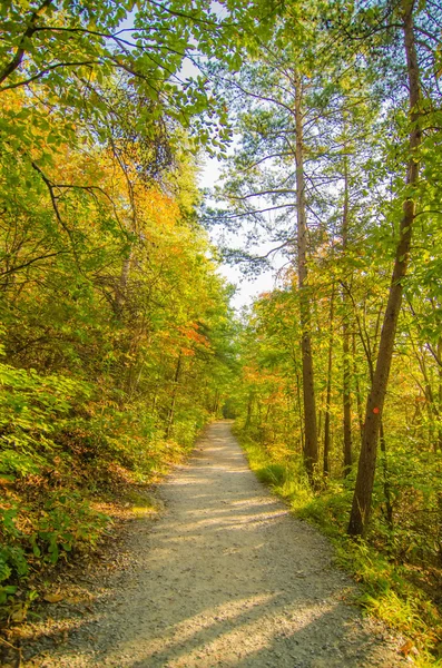 Beautiful autumn forest mountain stair path at sunset — Stock Photo, Image