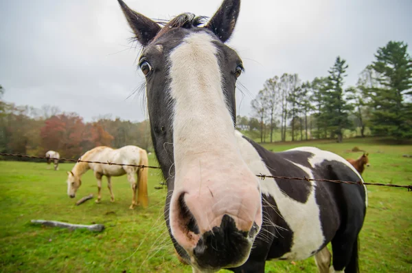 Funny horse nose and portrait — Stock Photo, Image