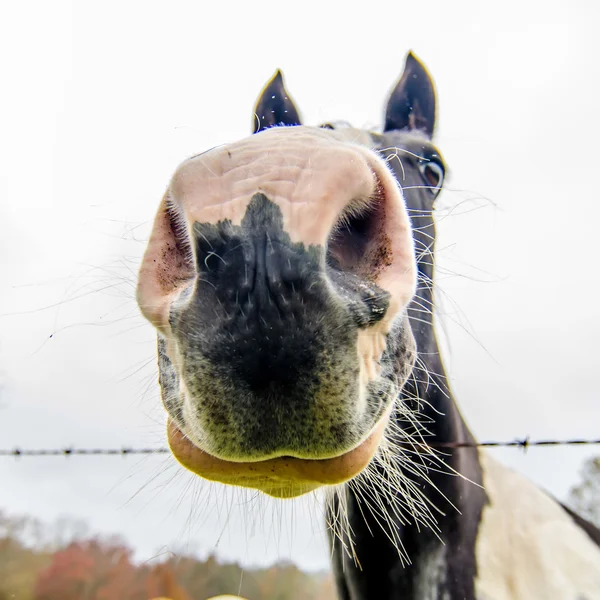 Engraçado cavalo nariz e retrato — Fotografia de Stock