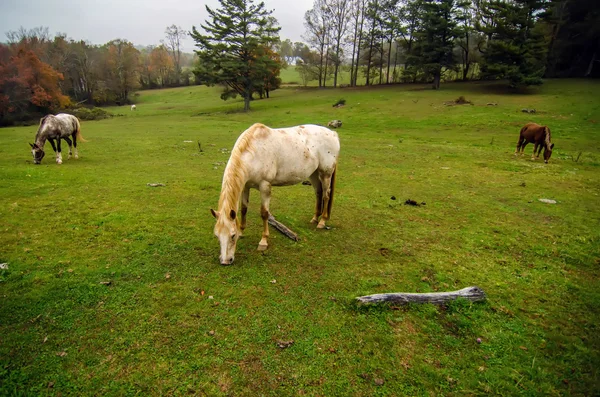 Gregge di cavalli pascolo in una valle con collina verde — Foto Stock