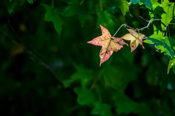 Folha amarela em um fundo verde — Fotografia de Stock