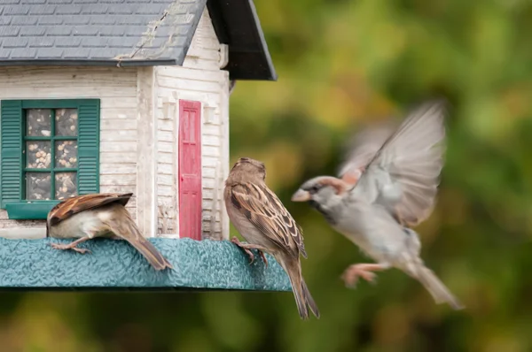 Alimentadores de aves. casa del árbol para los pájaros , —  Fotos de Stock