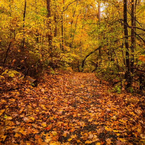 Herbstliche Landstraße — Stockfoto
