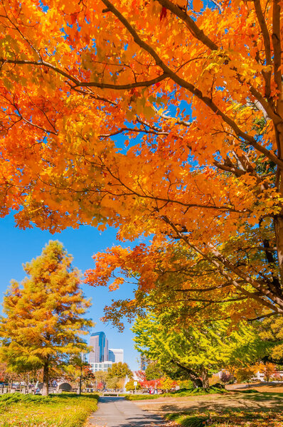 Charlotte city skyline autumn season with blue sky