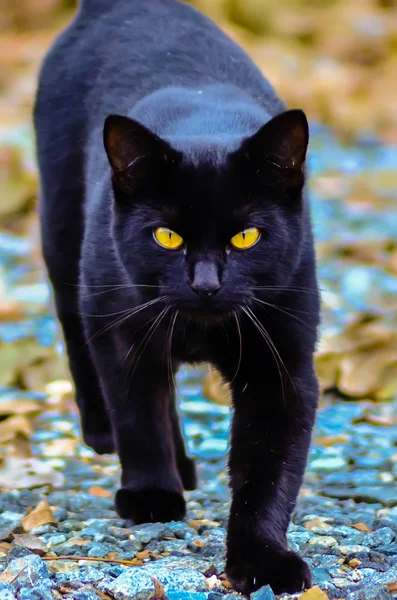 Black cat with glowing yellow eyes — Stock Photo, Image