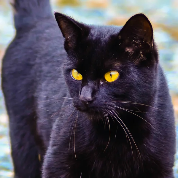 Black cat with glowing yellow eyes — Stock Photo, Image