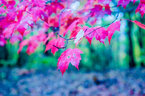 Autunno stagione colori — Foto Stock