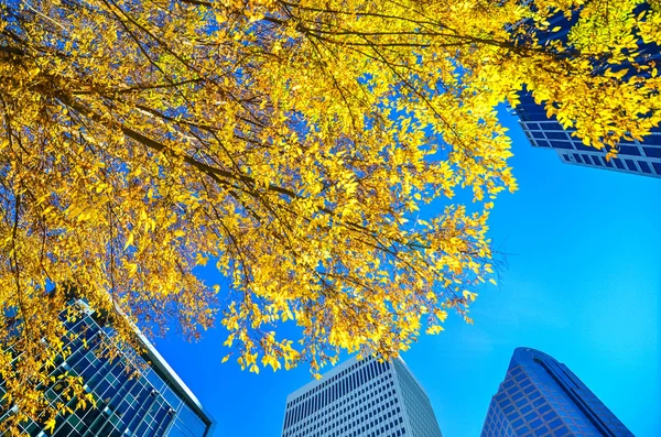 Looking up at tall skyscrapers during fall season — Stock Photo, Image