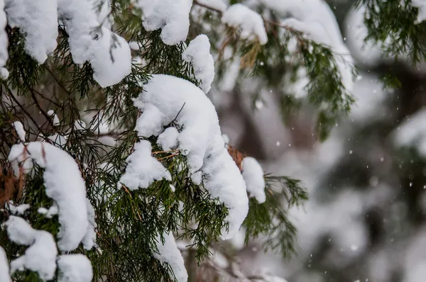 Snötäckta vintergröna växter — Stockfoto