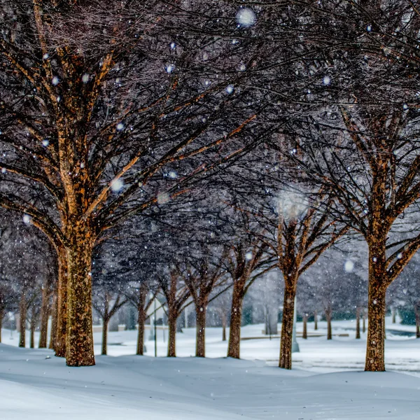 树木在冬天雪覆盖的人行道上巷 — 图库照片