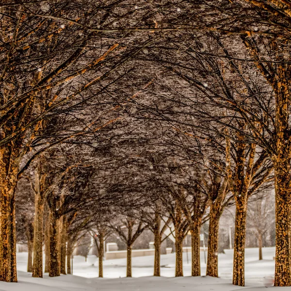 Snow covered sidewalk alley with trees in winter — Stock Photo, Image