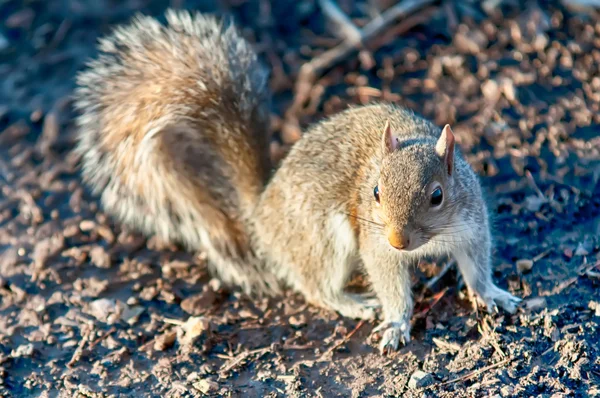 Esquilo posando para câmera — Fotografia de Stock