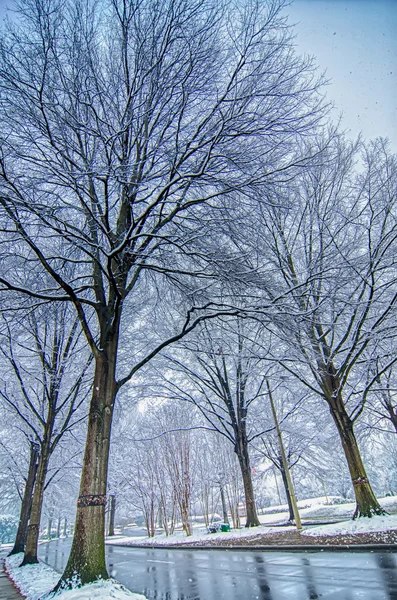 Neve estrada coberta e árvores após tempestade de inverno — Fotografia de Stock