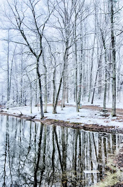 Reflexiones de la línea de árboles en el lago durante la tormenta de nieve de invierno —  Fotos de Stock