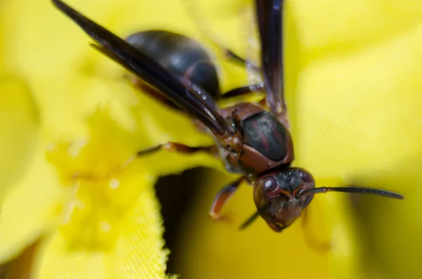 Guêpe du jardin sur une fleur sauvage jaune, macro , — Photo