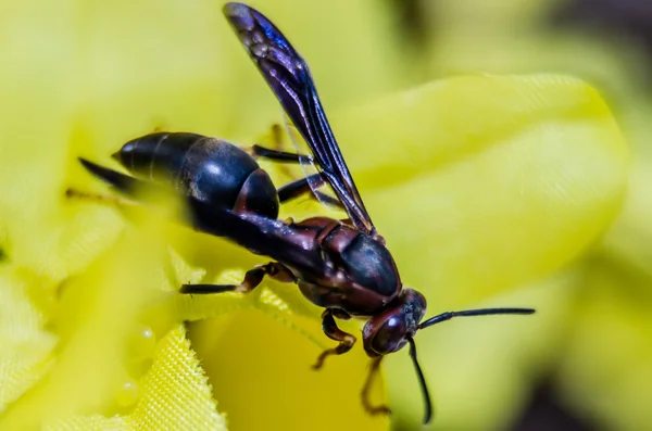 Wasp of the garden on a yellow wild flower, macro, — Stock Photo, Image