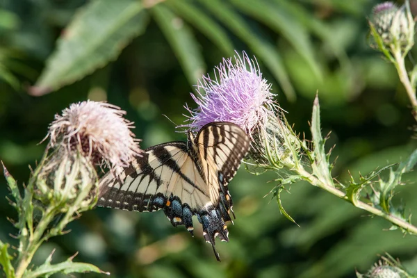 Motyl na kwiat w górach — Zdjęcie stockowe