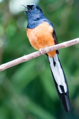 AK sokumlu köstebek (copsychus malabaricus) doğada