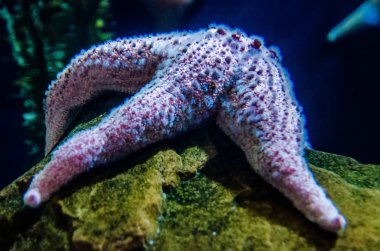 su yüzeyinin altında sadece Coral Bahçe