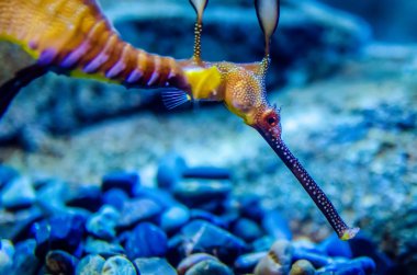 yosunlu seadragon (phyllopteryx taeniolatus), deniz yosunu gibi görünüyor