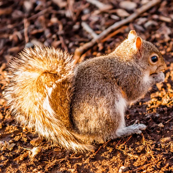 Scoiattolo mangiare pinecorn croccante a terra — Foto Stock