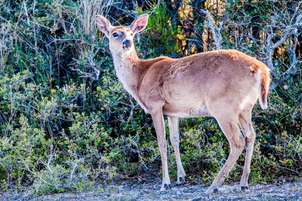 Cervo de cauda branca bambi na natureza — Fotografia de Stock