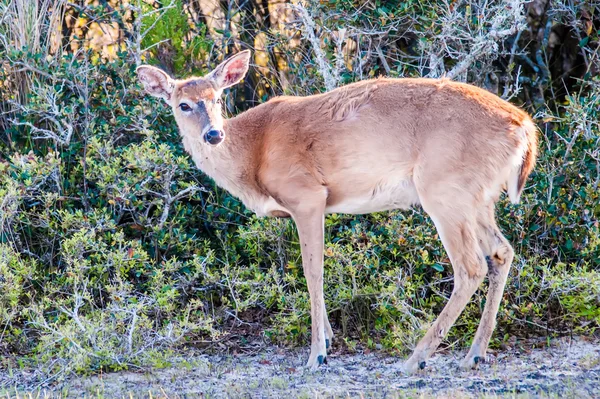 Witte staart herten bambi in het wild — Stockfoto