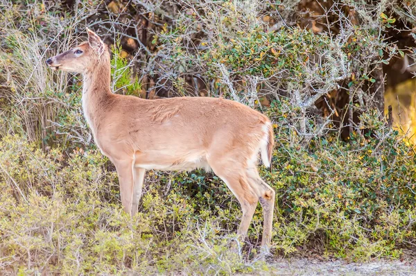 Cervo de cauda branca bambi na natureza — Fotografia de Stock