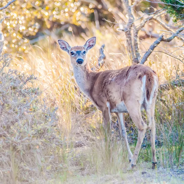 Cervo de cauda branca bambi na natureza — Fotografia de Stock