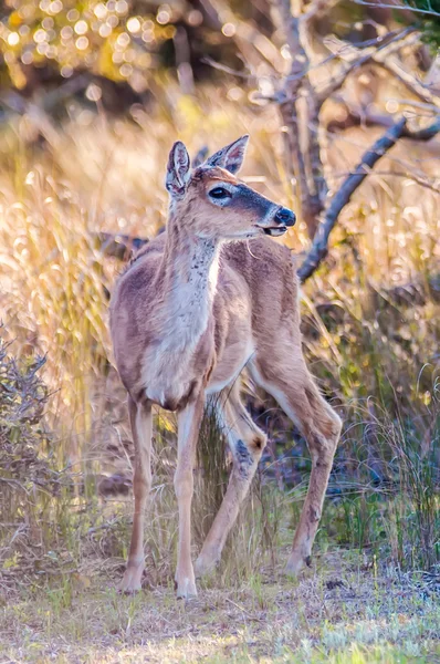 Weißer Schwanzhirsch-Bambi in freier Wildbahn — Stockfoto