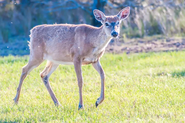 Witte staart herten bambi in het wild — Stockfoto