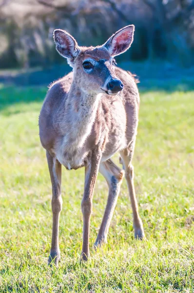 Weißer Schwanzhirsch-Bambi in freier Wildbahn — Stockfoto