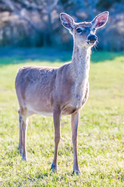 Witte staart herten bambi in het wild — Stockfoto