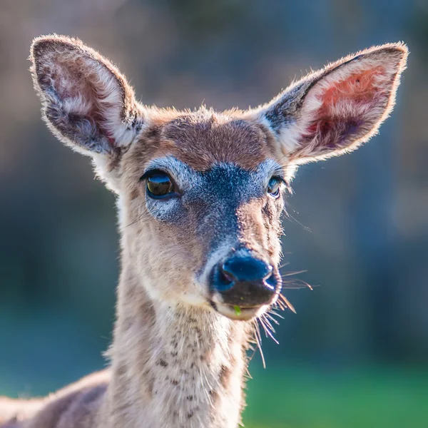 Witte staart herten bambi in het wild — Stockfoto