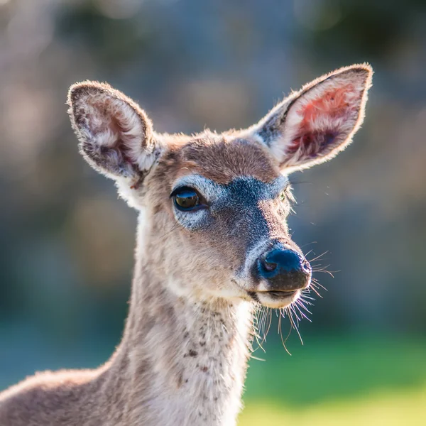 Cervo de cauda branca bambi na natureza — Fotografia de Stock