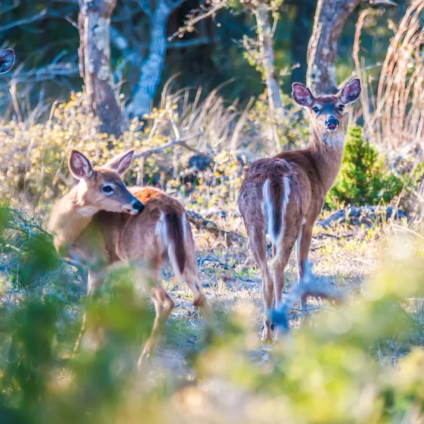 Ogon biały Jeleń bambi w środowisku naturalnym — Zdjęcie stockowe