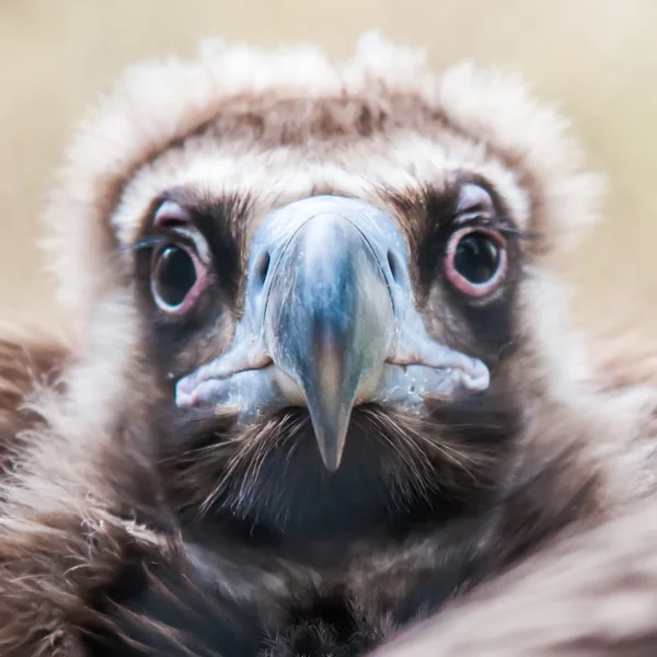 若い赤ん坊ハゲタカ ラプター鳥 — ストック写真