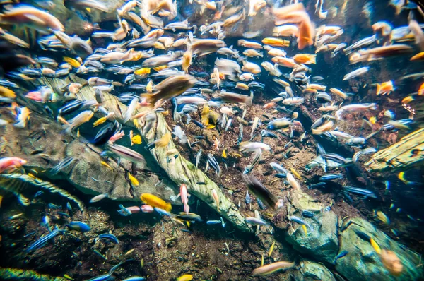 River trout in fresh underwater — Stock Photo, Image