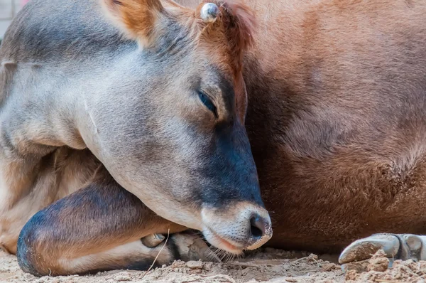 Penutupan dari sapi yang sedang tidur saat istirahat — Stok Foto