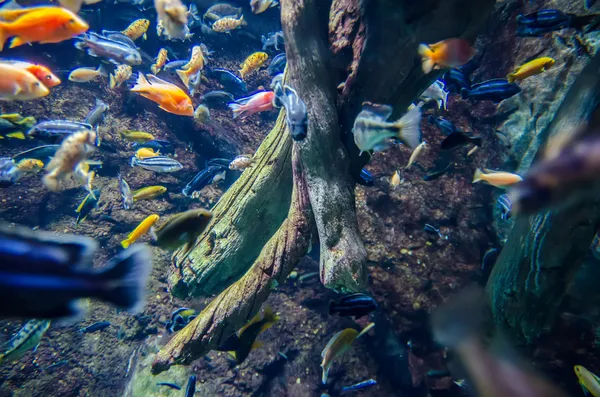 Flussforellen im frischen Unterwasser — Stockfoto